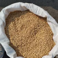 گندم . کرابیه. سیب زمینی
