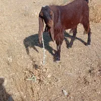 بز نر اصل پاکستان