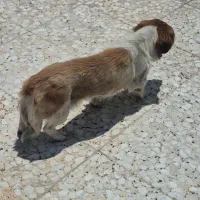 سگ به قیمت خوب