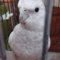 دوعدد عروس هلندی نروماده