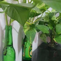 پتوس رونده ریشه دار برای فروش