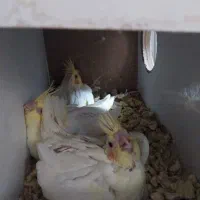 جوجه سرلاکی