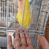 یه جفت کوتوله