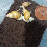 حلزون اچاتینا مولد