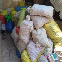 گردو