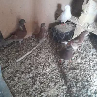 ۶تا کبوتر پرشی سالم