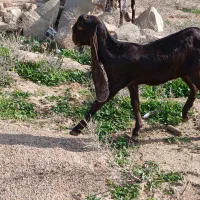 یک عدد بز ی.یا تیشتر