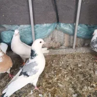 کفتر شازد سبز نر