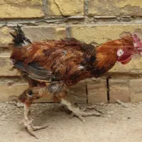 خروس