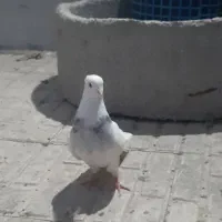 کفتر طوقی سرور