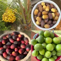 رطب ، خارک ، لیمو