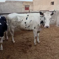 تلیسه.۴۰۰کیلوی چاق