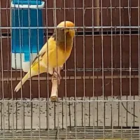 قناری خارجی بلژیکی