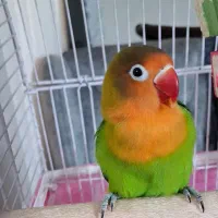 طوطی برزیلی فیشر سه ماهه زیبا و شیطون