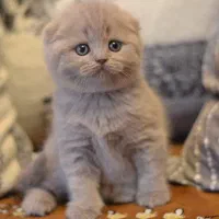 بچه گربه اسکاتیش فولد