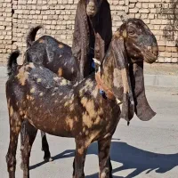 جفت بزغاله نر و ماده پلنگی چهل خال کاموری گوش بلند