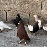 سرخ کاکلی باخت دادم