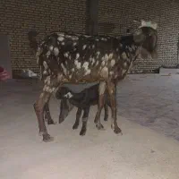 شادگان