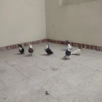 کله ای ریش طوقی