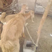 بز نژاد دار دو ماه ابستن .