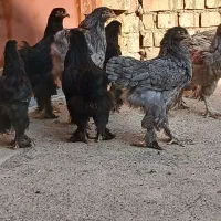 برهما بلک و بلو