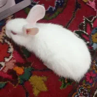 بچه خرگوش سالم