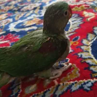شاه طوطی وملنگو