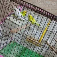 مرغ عشق مولدجفت عروس جفت با جوجه  حراج