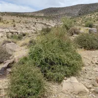 فروش زمین و باغ با آب قنات روستای زمزرج