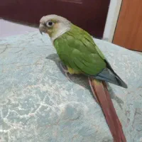 گرین چیک