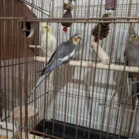 عروس هلندی با جوجه