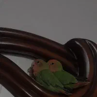 فروش یک جفت کوتوله باهوش و خوشگل