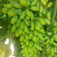 آبغوره بدون‌نمک امسال عسگری آذربایجان