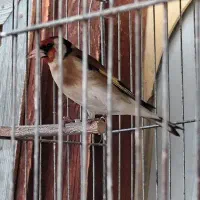 سهره نر کرمانشاهی مست