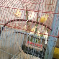 قناری‌نروماده‌وجوجه