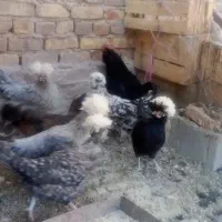تخم مرغ مرندی لهستانی سلطان
