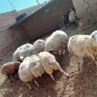 میش چاق