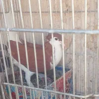 خال افشون وساده کاکلی جفت ویک کلاغ سیاه ماده