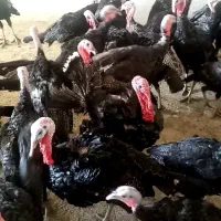 بوقلمون