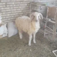 گوسفند نر