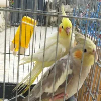 عروس هلندی
