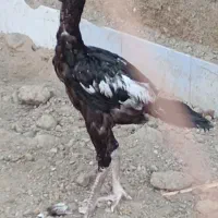 مرغ وخروس