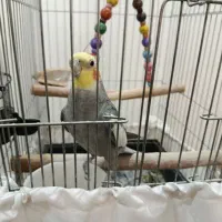 عروس هلندی نر