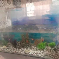 اکواریوم و ماهی