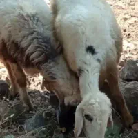 میش آبستن