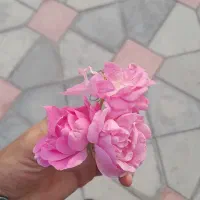 گل ملی
