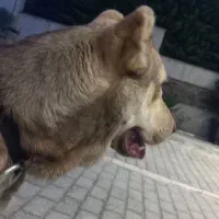 سگ سراب ۱۱ ماهه نسل ریگی