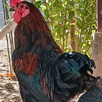 مرغ و خروس