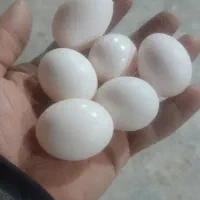 تخم  کبوتر و  کود