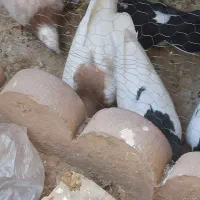 کبوتر|پرنده|اسفراین, |دیوار